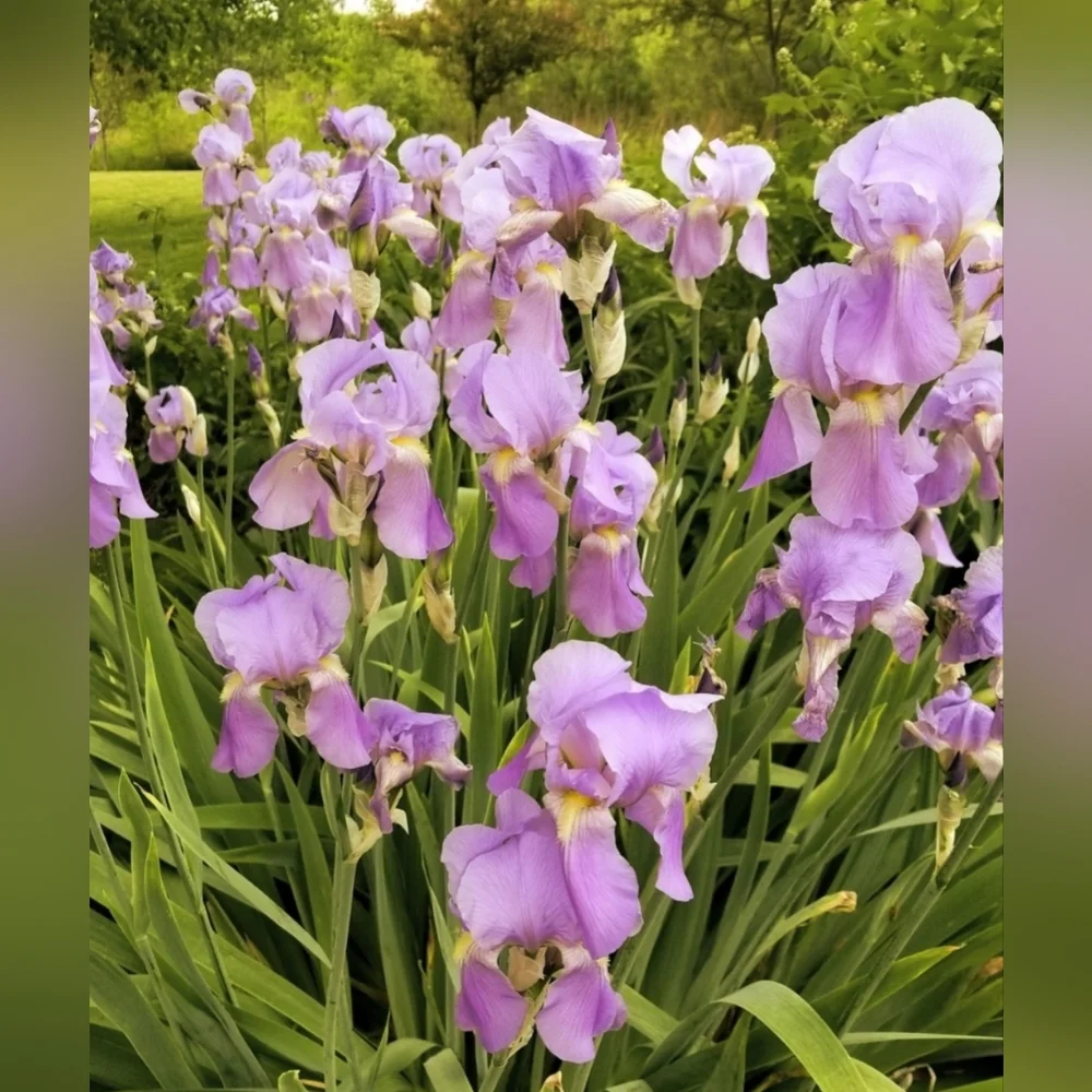 4 Bearded Iris Rhizomes Perennial Live Plants - Tall Lavender Flags - Picture 2 of 2